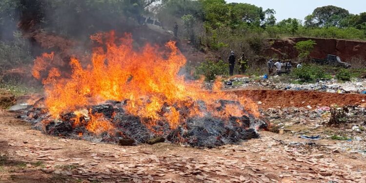 Mamou: 1168 KG DE CHANVRE INDIEN INCINÉRÉ PAR LES AUTORITÉS JUDICIAIRES !