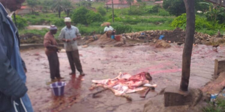 Kindia : L&rsquo; ABATTOIR ANIMAL ENGLOUTI PAR L&rsquo;ENSABLEMENT , DES RISQUES DE MALADIES HYDRIQUES INQUIÈTENT LES CONSOMMATEURS