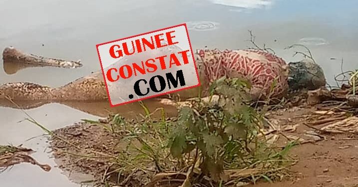 Faranah : LE CORPS SANS VIE D&rsquo;UN JEUNE HOMME ÂGÉ D&rsquo;UNE TRENTAINE D&rsquo;ANNÉES RETROUVÉ SUR LES BERGES DU FLEUVE NIGER